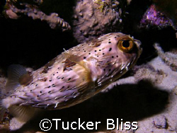 Porcupine fish at night, hiding from a 4 ft cubera snappe... by Tucker Bliss 